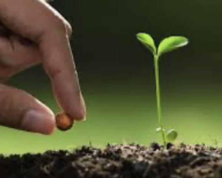 A photo of a seed being planted 